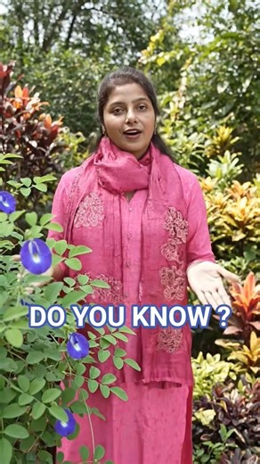 Clitoria ternatea ❄️ Zygomorphic flowers 🌱Do you know!!!