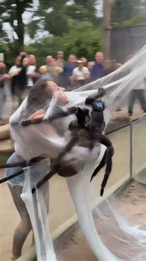 A shocking moment at the zoo —a giant spider suddenly wraps a woman in its web. 🕷️ #trending
