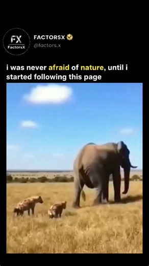 FactorsX on Instagram: "Elephants are the world’s largest land animals, known for their remarkable intelligence, complex social structures, and unique physical characteristics. There are three distinct species: the African savanna elephant, the African forest elephant, and the Asian elephant. Beyond their massive size, elephants are most recognizable by their long trunks, which are highly versatile appendages used for breathing, smelling, drinking, and grasping objects with incredible precision.