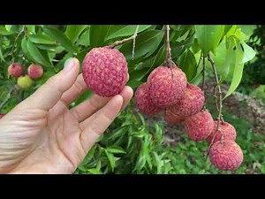 Learn About Emperor Lychees