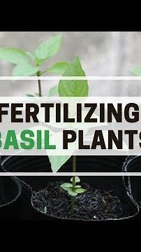 Fertilizing Basil Plants