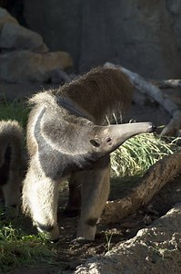 Aardvark vs Anteater: What sets these insect eaters apart?