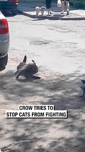 145K views · 1.6K reactions | Crow Tries to Stop Cats from Fighting | Wrestling News | Facebook