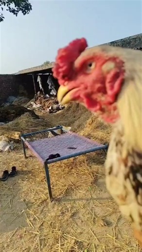 aseel murga java #shots #shortsfeed #aseelmurga #