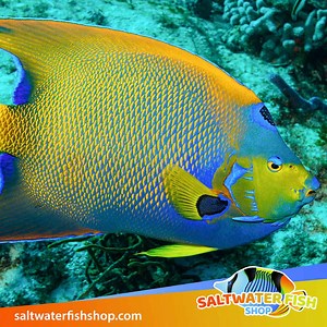 Queen Angelfish for sale