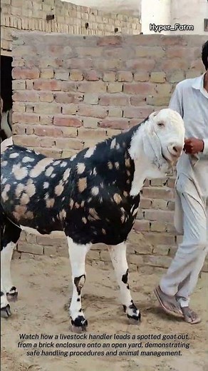 Livestock Handling and Goat Guiding Process #worker #process #farm #goat #livestock