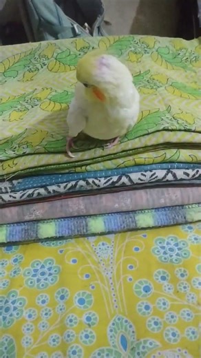 #cockatiel #birds #cockatielbird #cockatielsound #cockatielparrot #parrot #pets #ytshorts #shorts