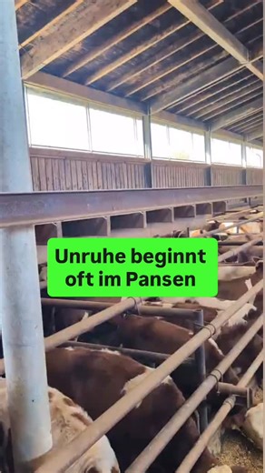 Robert Windauer | Landwirt & Berater on Instagram: "Das ist der Punkt, an dem viele Mäster stehen: ❗️Verminderte Mastleistungen. ❗️Mehr Unruhe in den Buchten. ❗️Ein höheres Verletzungsrisiko bei den Tieren. Und dazu ein Druck. So, dass man schon mit einem unguten Gefühl in den Stall geht, oder man am liebsten gar nicht mehr reingehen möchte. Wichtig: Nicht jede Unruhe ist reine Fütterungssache. ABER Fütterung ist sehr oft ein wesentlicher Teil des Problems!! Und genau hier tun sich viele schwer.