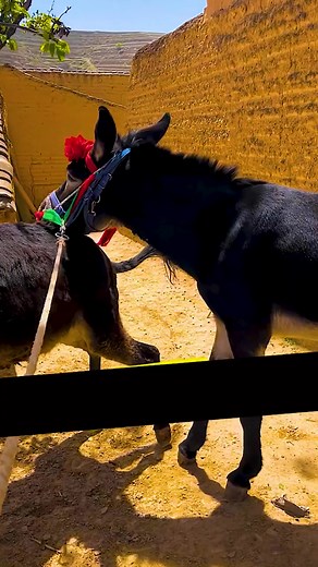 #donkeylove #cuteanimals #farmlife #farmanimals #adorable #animallover #donkeyday #donkeyfun #donkeyfacts https://amzn.to/3GUdGLB | Donkey Lover