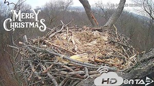 After much anticipation and power now restored, The Hanover Eagle Nest is LIVE! Merry Christmas and Happy Holidays from our team at HDOnTAP, Hanover Eagles live cams made possible in partnership with Pennsylvania Game Commission and Comcast Business A very special thank you to the community of viewers who raised money to restore the power to these cams! #hanovereagles #paeagles WATCH LIVE NOW: https://hdontap.com/index.php/video/stream/bald-eagle-live-cam?utm_source=social | HDOnTap