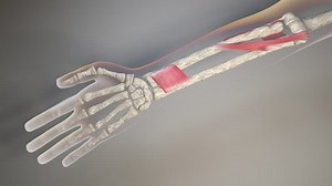 This is a 3d animation of the forearm movements