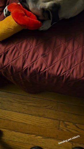 Funny Dog Noises: Pug Edition