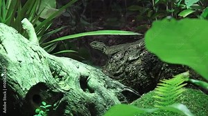 Tuatara (Sphenodon punctatus) sit on a tree branch in rainforest. The reptiles endemic to New Zealand.