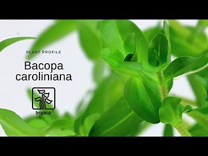 Bacopa caroliniana
