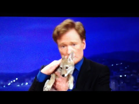 Conan O'Brien feels a connection with a coyote pup.
