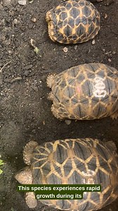 18K views · 1K reactions | Have you ever wondered how tortoises develop from hatchlings to adults? Take a behind-the-scenes look at our conservation breeding program and meet our unique Parrot Beaked (Homopus areolatus) and Burmese Star (Geochelone platynota) Tortoises! #conservation #tortoise | Turtle Conservancy | Facebook