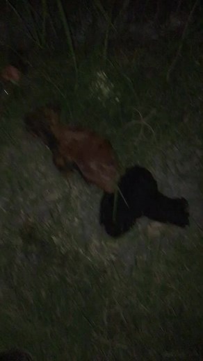 #typ #foryou #foryoupage #parati @angelcruz304 @elchin0s