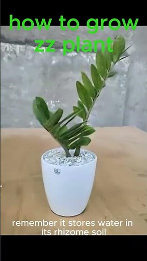 HOW TO GROW ZZ PLANT | GROW ZZ PLANT AT HOME #zzplant