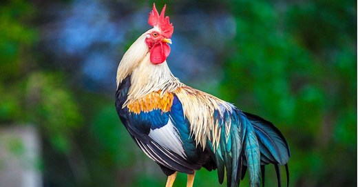The Science Behind Why Roosters Crow