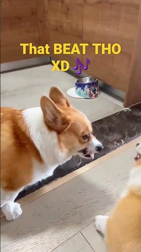 Corgi duo DROPPING THE BEAT 🥹🎶 #funnyanimals #funny #animals #dogs #corgi #lol #shorts #short #fun