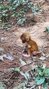 36K views · 934 reactions | So heartbreaking! The baby monkey is disabled, it can only crawl on the ground | Monkey Dody | Facebook