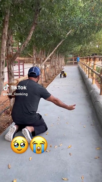 Heartwarming Reunion with Lion King after Short Travel | Emotional Welcome