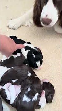 11‑Day‑Old English Springer Spaniel Puppies | Tiny Squeaks & Snuggles 🐶💞