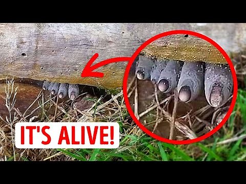 35+ geheimnisvolle Naturphänomene, die selbst Wissenschaftler verblüff