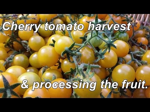 Yellow Cherry tomato harvest & processing. A tasty little fruit indeed.
