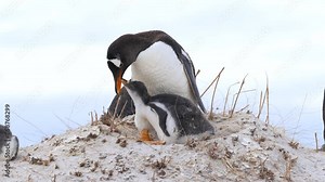 Penguin Mother Feeds Regurgitates Food for Baby Wildlife Documentary Beach Falkland Islands Antarctica