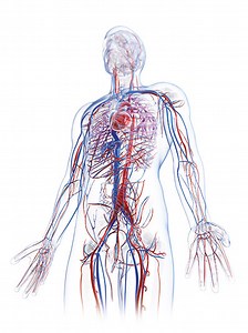Vascular Access