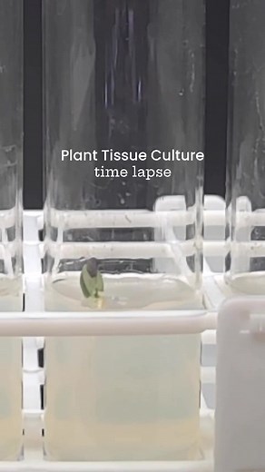 Can anyone out there guess which plant this is? 🤔 Remember the plant tissue culture time-lapse we posted a while back? You loved it so much that we’ve done it again! This time, we didn’t stop at just the beginning—we have actually been filming this guy since March 26! 🤯 👀 We captured the entire process, from the tiniest snippet of tissue to the roots reaching out — all under the watchful care of our tissue culture vials. 🎞️ This journey took more than just a quick five days. Over several wee