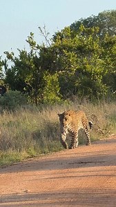 100K views · 3.1K reactions | Watch as this big male leopard goes about his day. One the biggest leopards I’ve seen in a while. #leopard #safari #wildlifephotography #wildlife #nature #krugernationalpark | Phil on Safari | Facebook