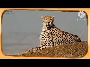 Animal party Cbeebies