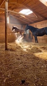 💖🩶#TripleCrown #SportsHistory #BornOnThisDay | MTN BUILT USA