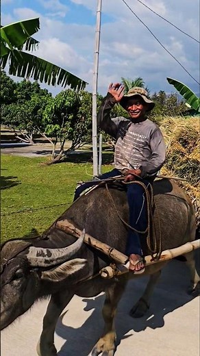 Filipino Riding a Carabao in the Province of Zambales | Rural Life Philippines