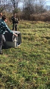 A mature bald eagle in the Northeast Region was recently released back into the wild after spending nearly two weeks at the Carbon County Environmental Education Center (CCEEC). Bradford County homeowners Whit and Norma Moore, of Le Raysville, discovered the eagle on their property on Oct. 24, 2020, unable to fly or stand upright. State Game Warden Mike Goodenow responded and the eagle was transported to the CCEEC for evaluation and treatment. The eagle was released on November 6, 2020 at the sa