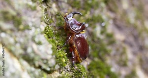 Rhinoceros beetle crawling up a tree trunk. A large beetle in the wild