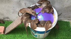 6.5K views · 57 reactions | Perangkap tikus paling berkesan setakat ni | Pertanian & Penternakan | Facebook