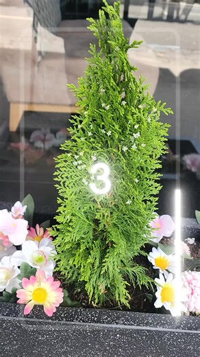 When Tiktok turns a little tree into a beautiful Christmas tree #tree #christmas #love