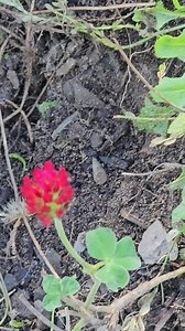 Clover Seed Variety Pack: Crimson, White Dutch, Purple - Pollinator Friendly - Etsy