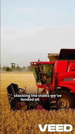 Oats Farming Secrets. #viral #shorts