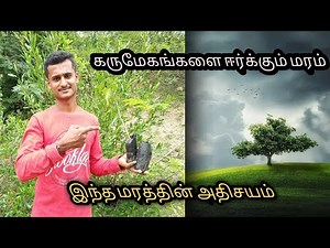 uses of poovarasa tree | பூவரச மரத்தின் பயன்கள் | poovarasa maram tamil