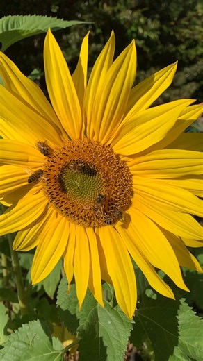 64K views · 550 reactions | Spring is here in the Southern Hemisphere and the bees are buzzing!  It’s the perfect time to start your beekeeping adventure  Want to know if beekeeping is right for you (and your climate)?   www.honeyflow.com/Guide Comment “QUIZ” below to find out!  #beekeeping #spring #flowhive | Flow Hive | Facebook