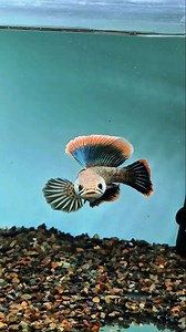 Channa Limbata HF | Super Saiyan 3 Mode 😂 #reels #trendingreels #channa #channalimbatahf #california | Elquatic Id