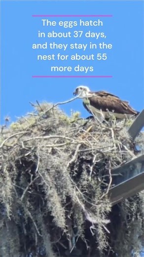 Osprey couple caring for the Chicks on Power Lines!