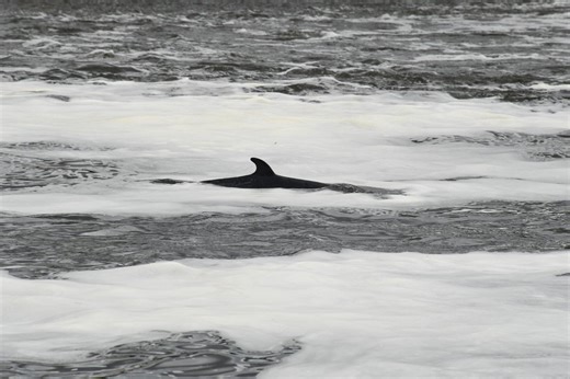 Whale killed and passenger thrown overboard after boat collision in New Jersey