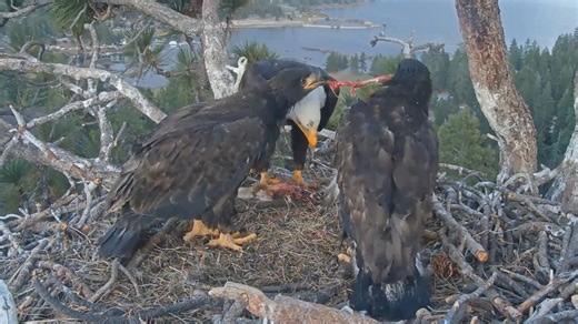 5.2 小宝也吞鱼&菜谱上新姐带兔🐰