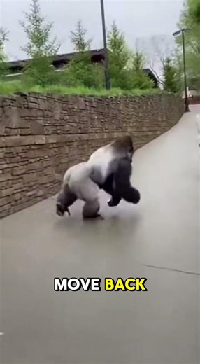 SHOCKING: Massive Silverback Gorilla Escapes Zoo Enclosure! (Raw Footage)