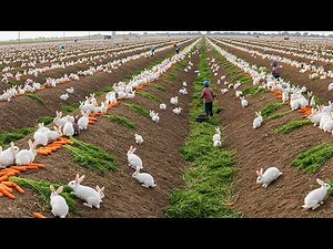 Millions Of Rabbits Are Raised By Farmers For Meat Each Year — Rabbit Meat Processing In Factory